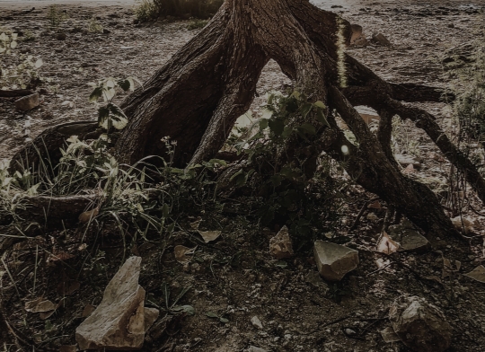 A tree stump with some bushes and rocks around it